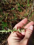 Image of Spiranthes sylvatica P. M. Br.