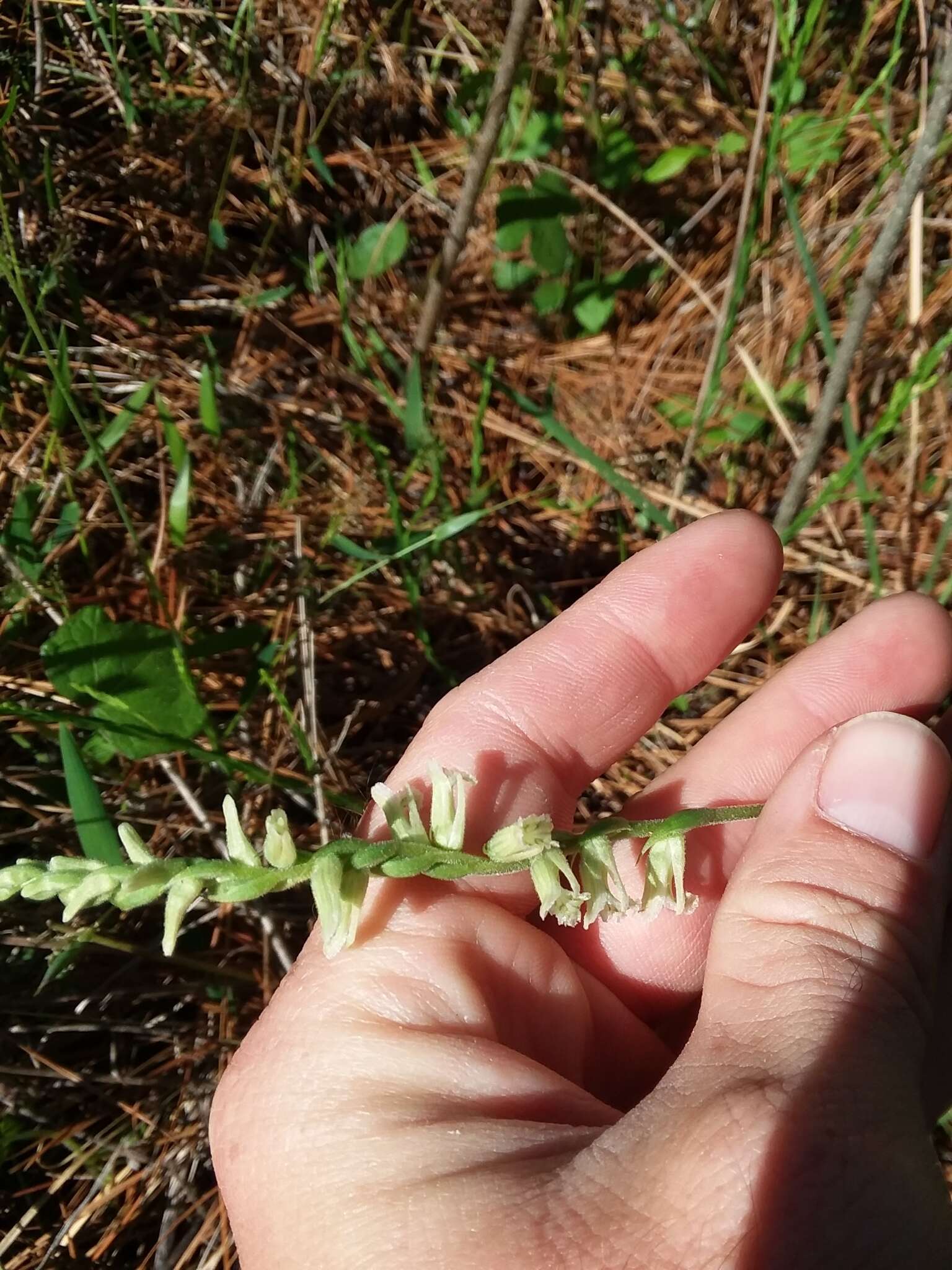 Image of Spiranthes sylvatica P. M. Br.