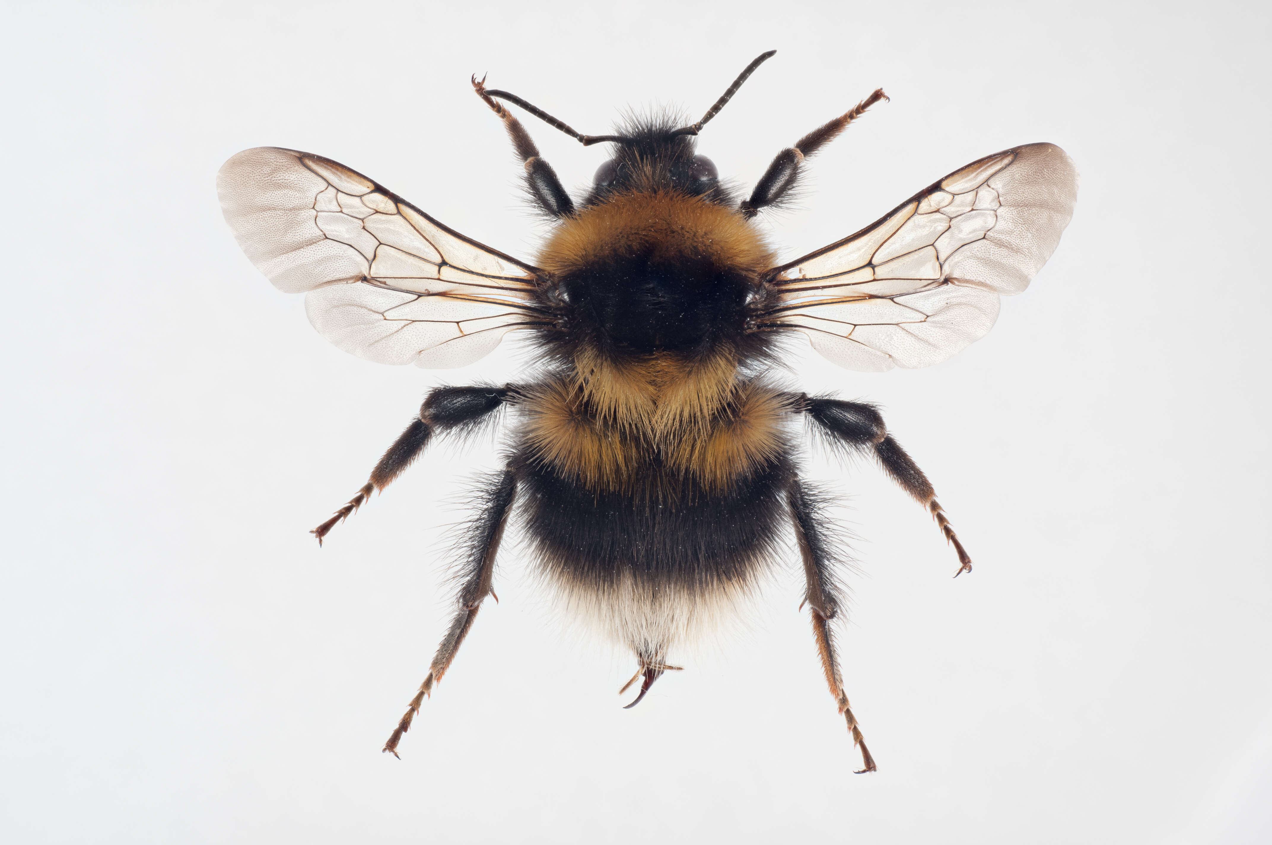 Image of Bombus jonellus (Kirby 1802)