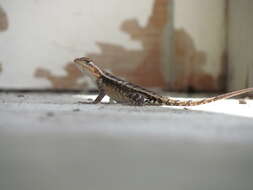Image of Yellow-spotted Spiny Lizard