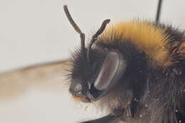 Image of Bombus jonellus (Kirby 1802)