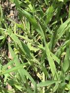 Image of Latin American crowngrass