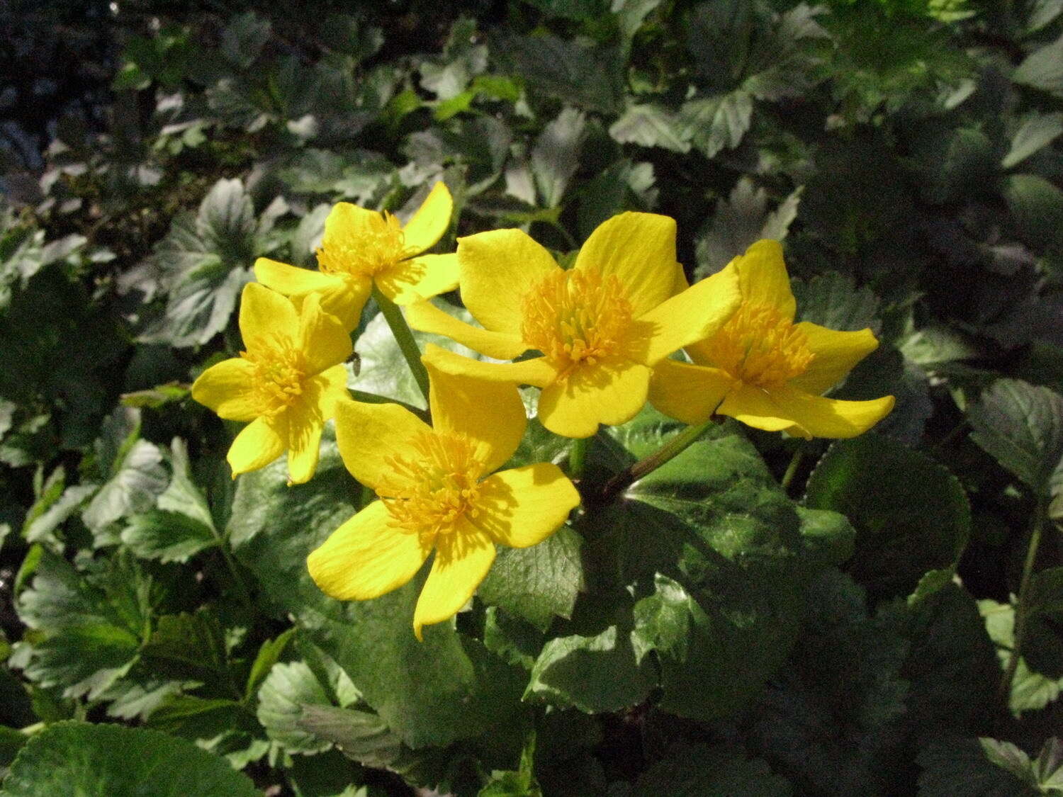 Image de Caltha palustris var. membranacea Turcz.