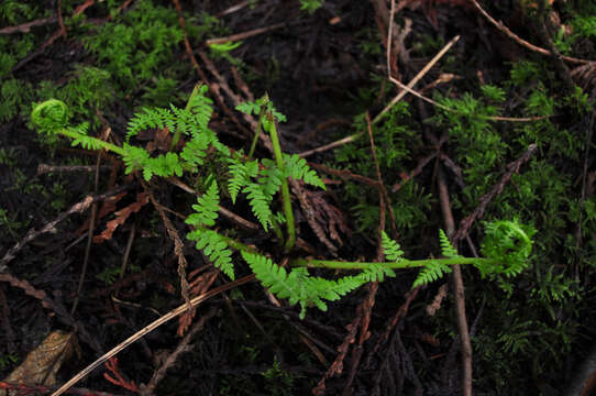 Athyrium asplenioides var. cyclosorum (Rupr.) resmi