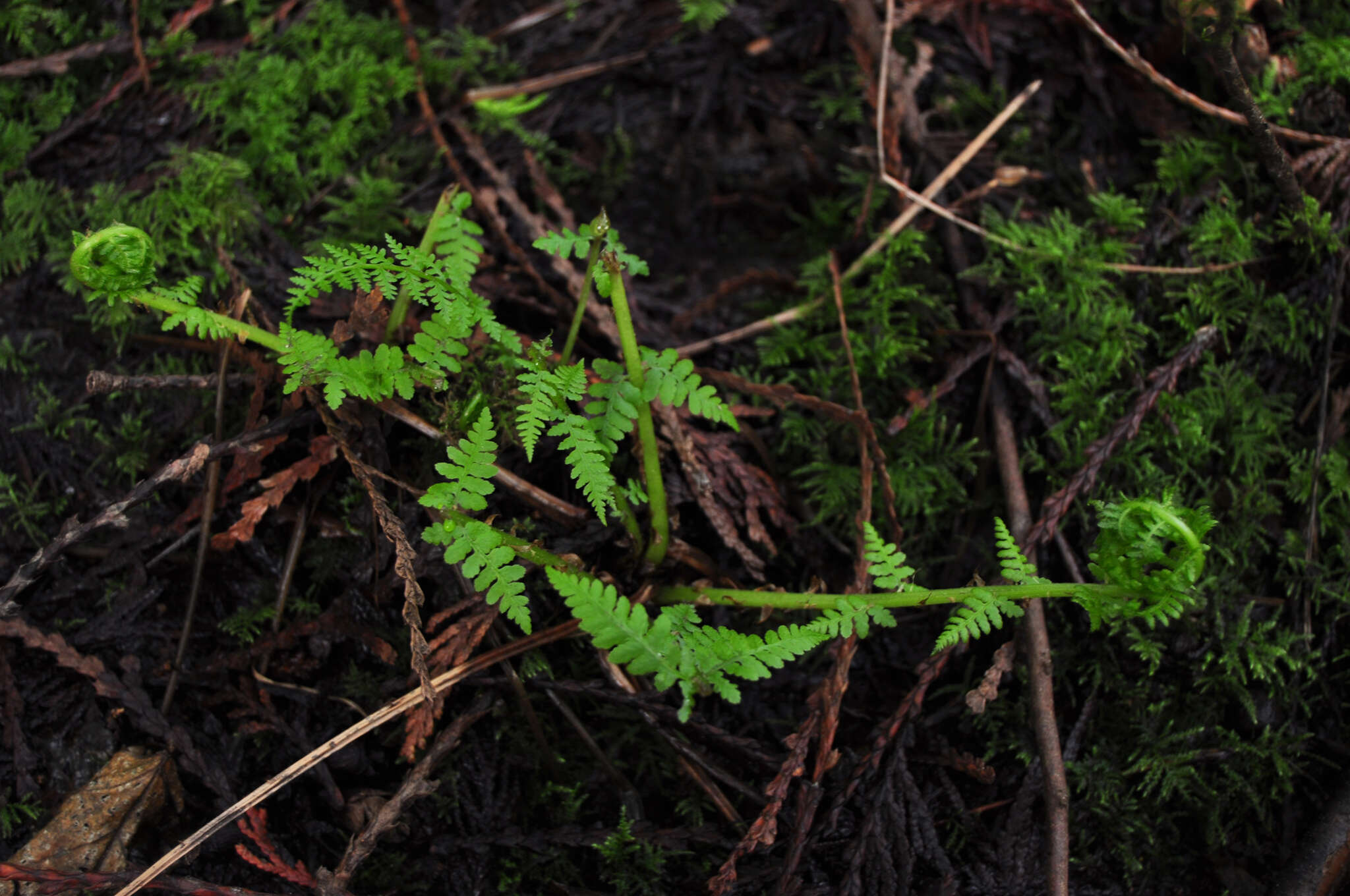 Athyrium asplenioides var. cyclosorum (Rupr.) resmi