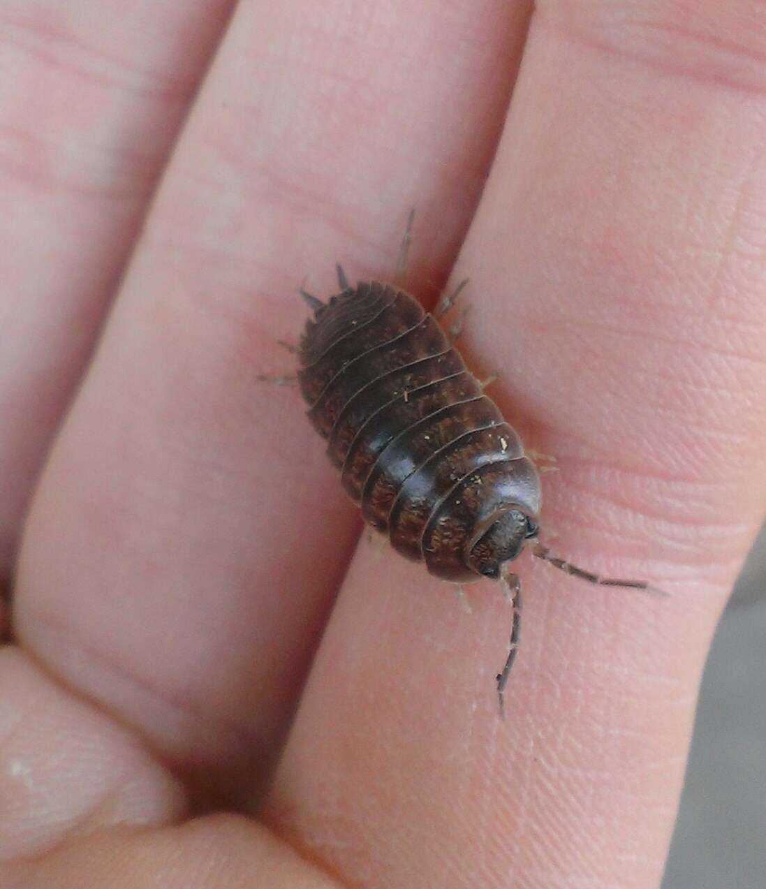 Image of Isopod