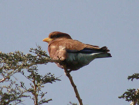 Image of Broad-billed Roller