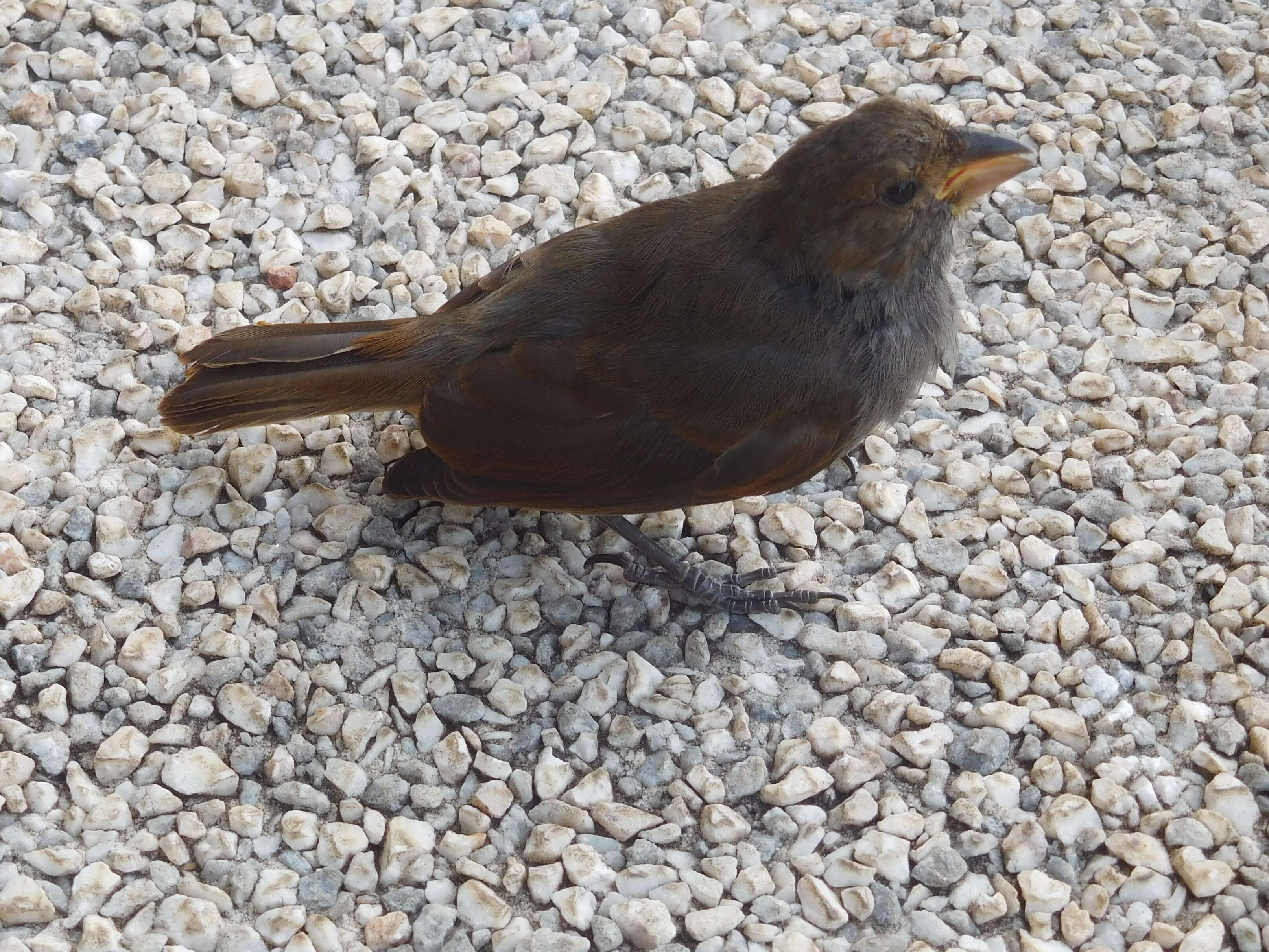 Image of Antillean bullfinches