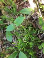 Image of complanate clubmoss