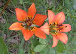 Lilium philadelphicum L. resmi