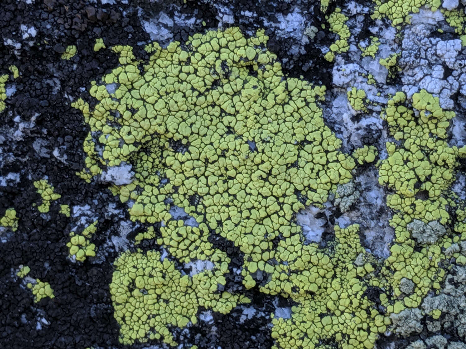 Image of lecanora map lichen