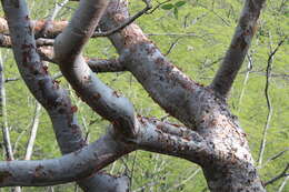 Image of Bursera kerberi Engl.