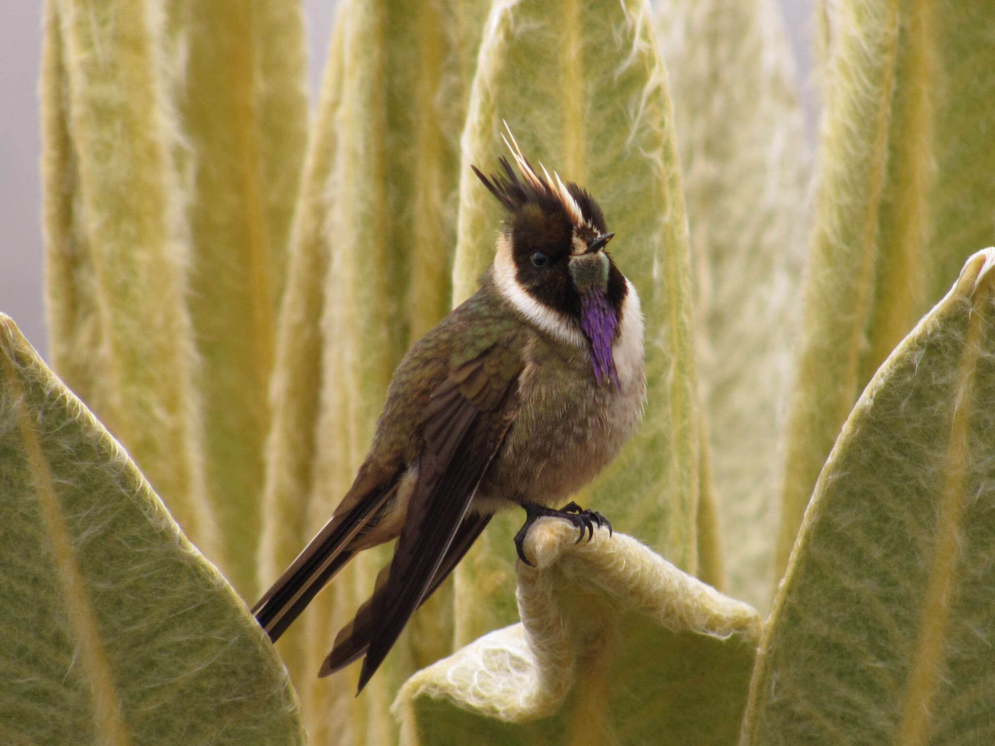 Image of Oxypogon Gould 1848