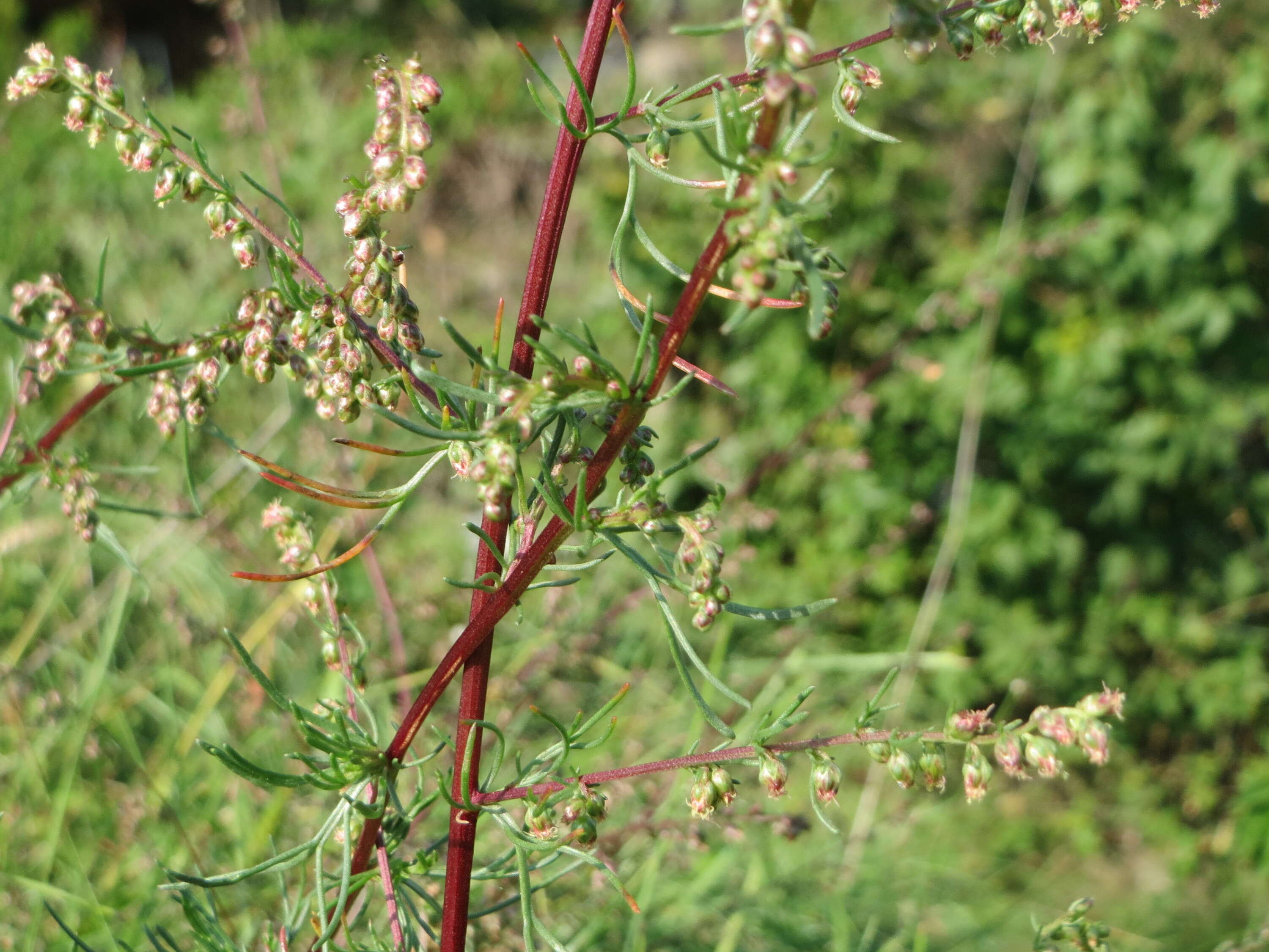 Image of field sagewort