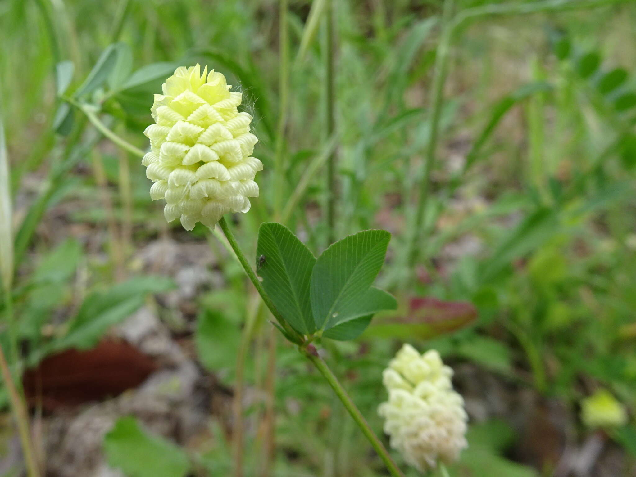 Image of field clover