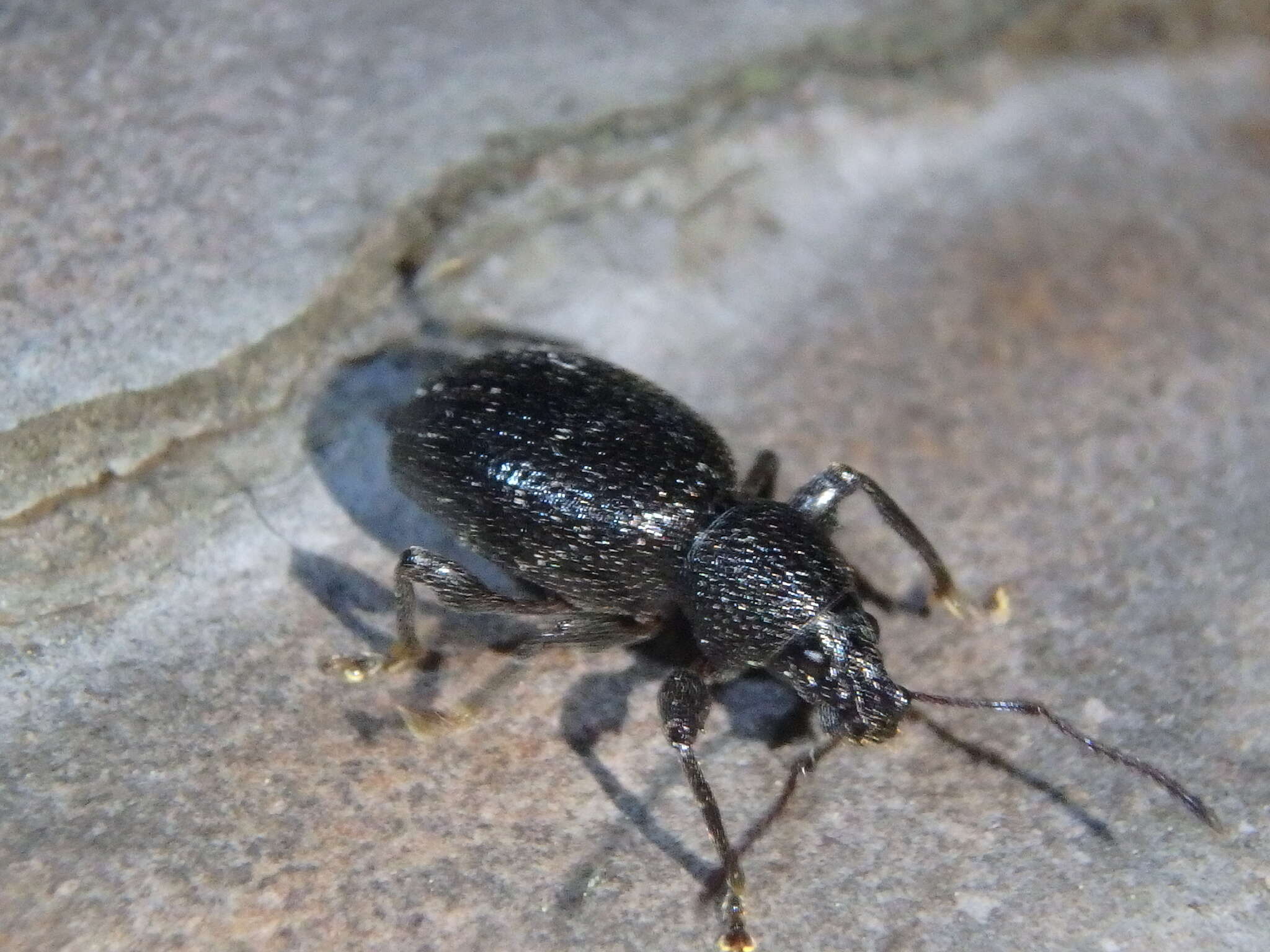 Image of Otiorhynchus (Melasemnus) ovalipennis Boheman 1842