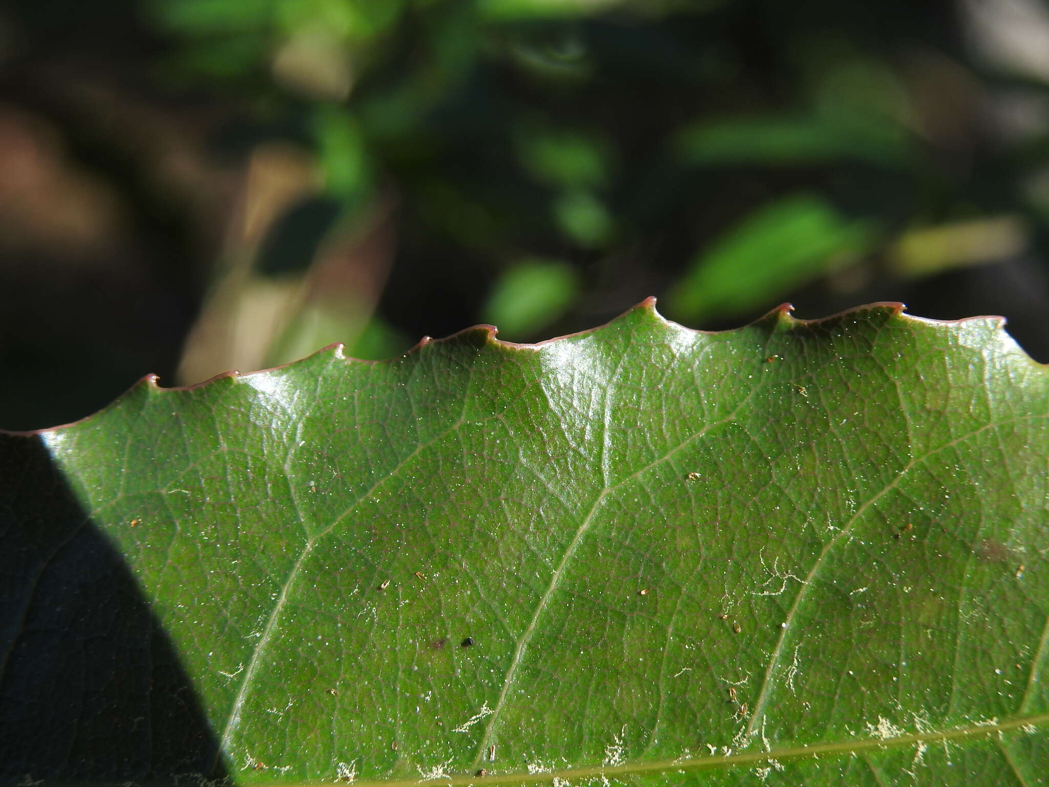 Слика од Schizomeria ovata D. Don