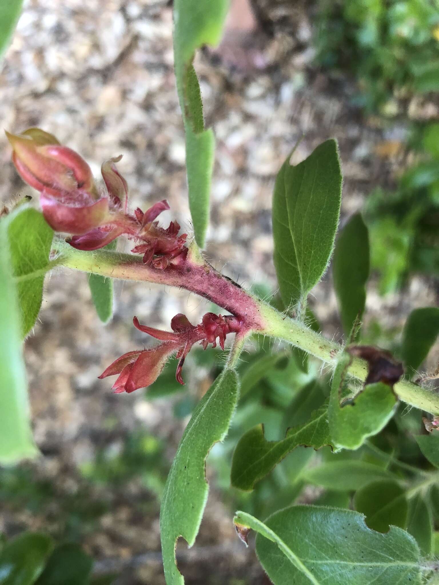 Exobasidium arctostaphyli Harkn. 1884 resmi