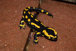 Image of Common Fire Salamander