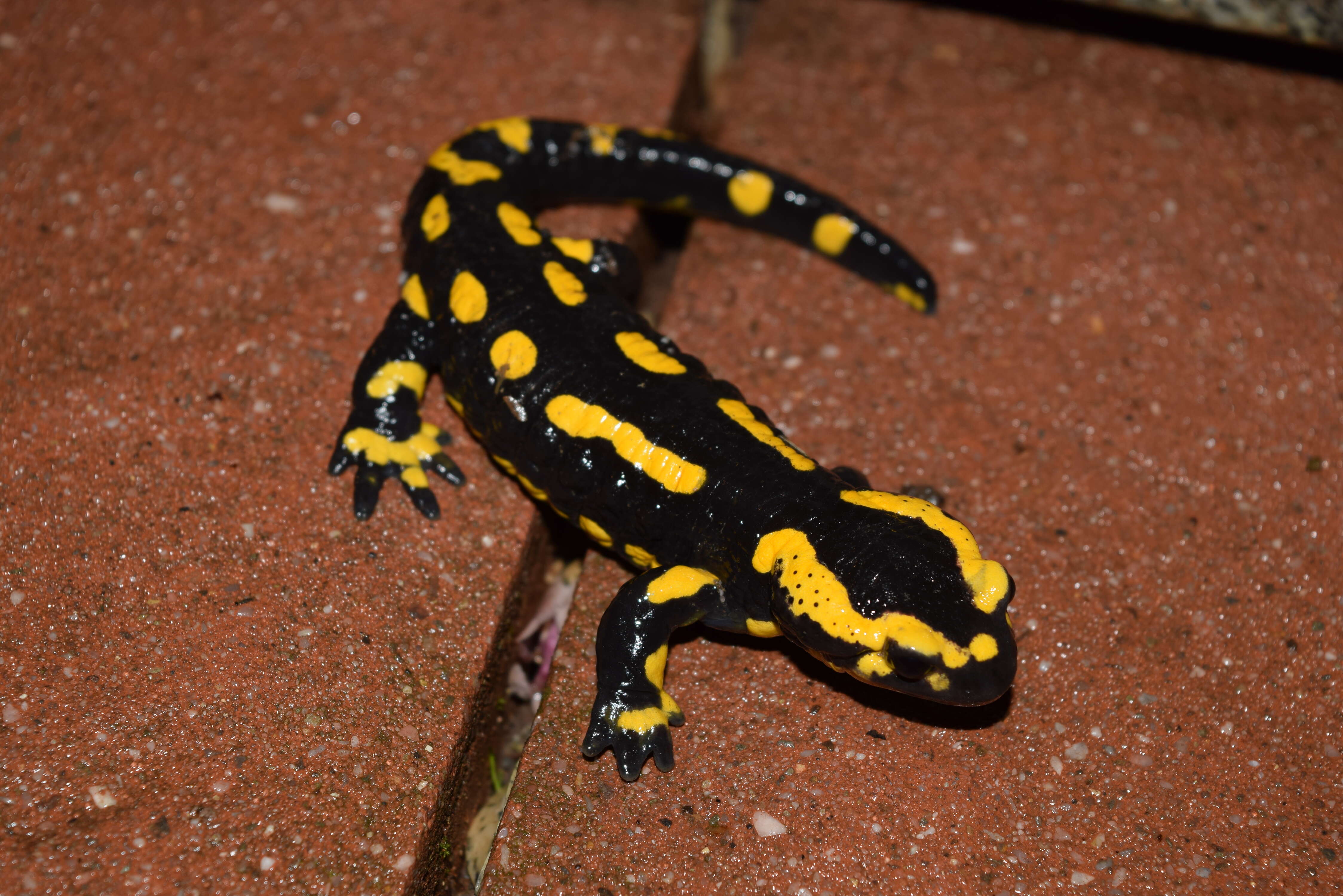 Image of Common Fire Salamander