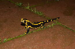 Image of Common Fire Salamander