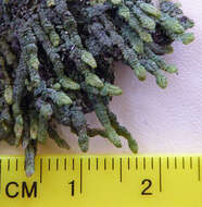 Image of Spruceanthus Verd.