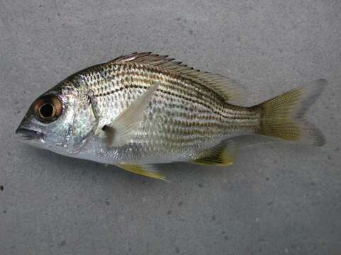 Image of Australian Sea Bream