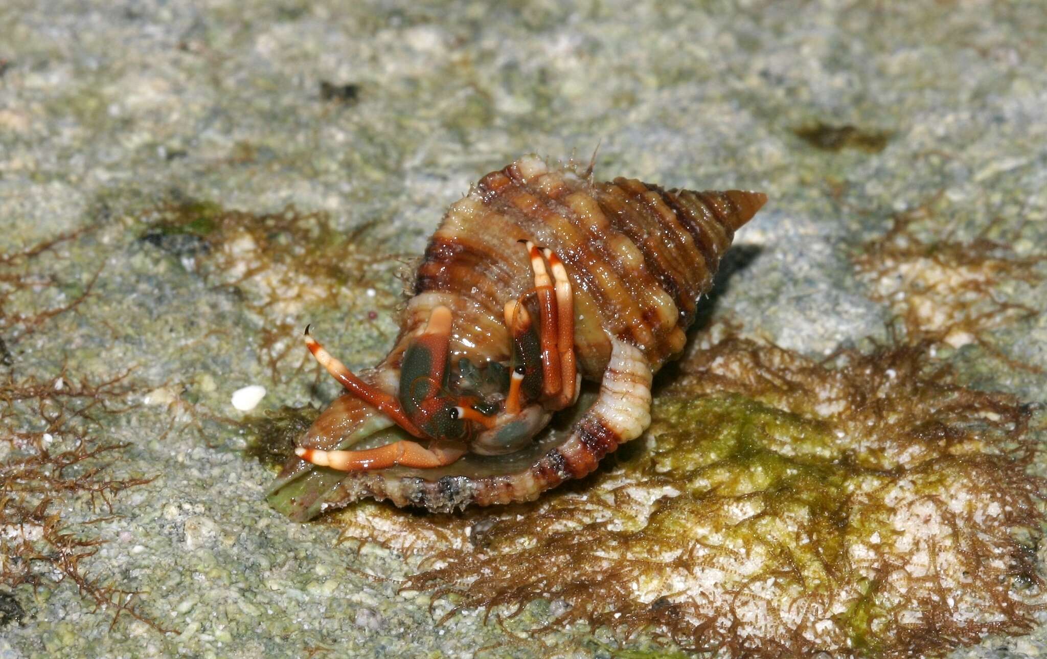 Image of orange claw hermit crab