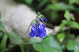 Image of Salvia palifolia Kunth