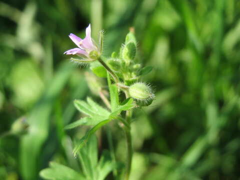 Imagem de Geranium pusillum L.