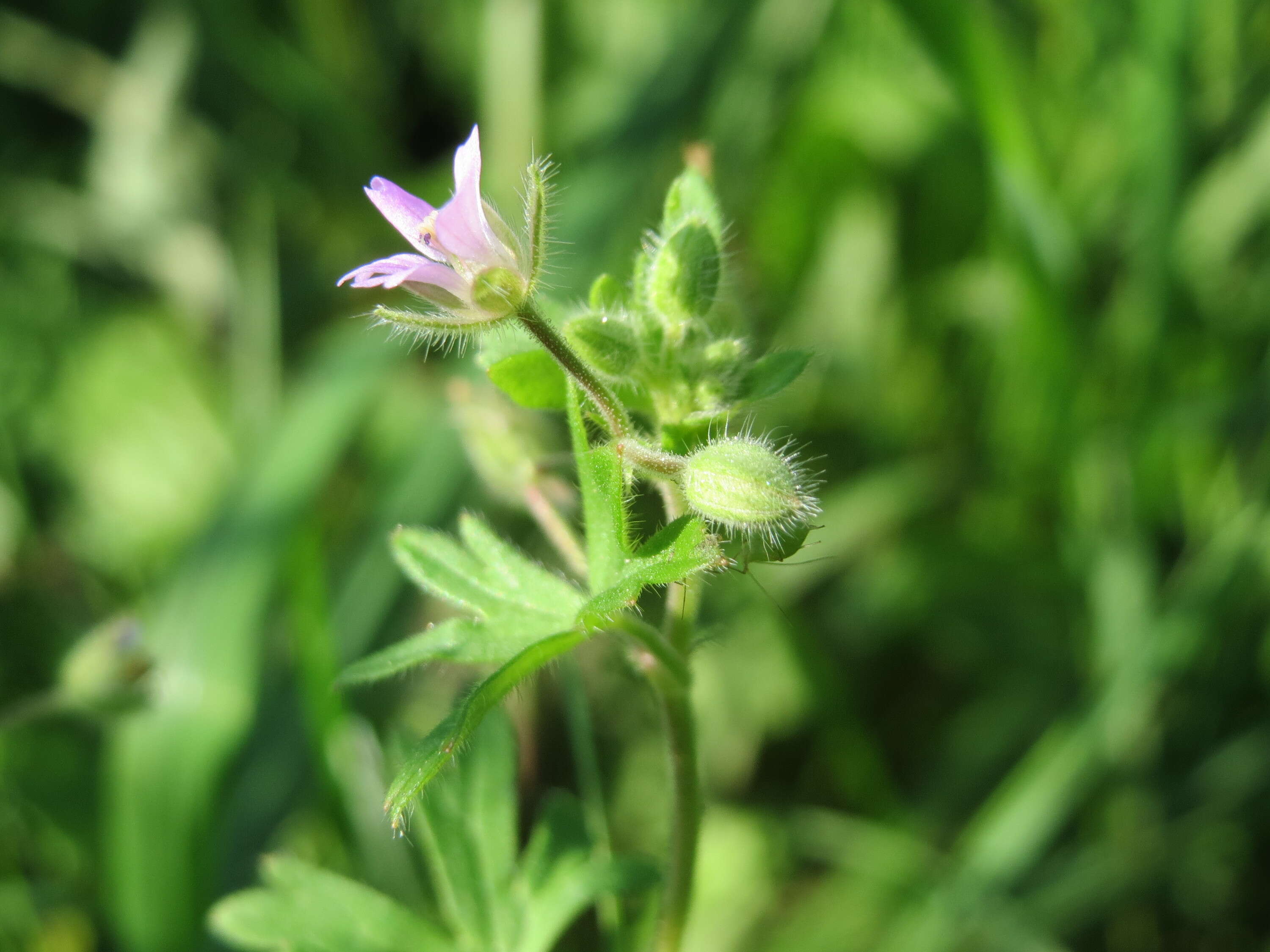 Image of Small-flowered Cranesbill