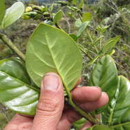 Macrocarpaea glabra (L. fil.) Gilg resmi