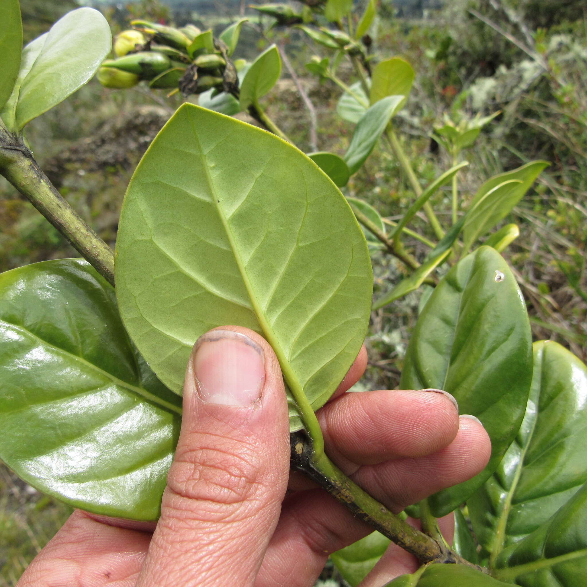 Macrocarpaea glabra (L. fil.) Gilg resmi