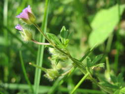 Image of Small-flowered Cranesbill