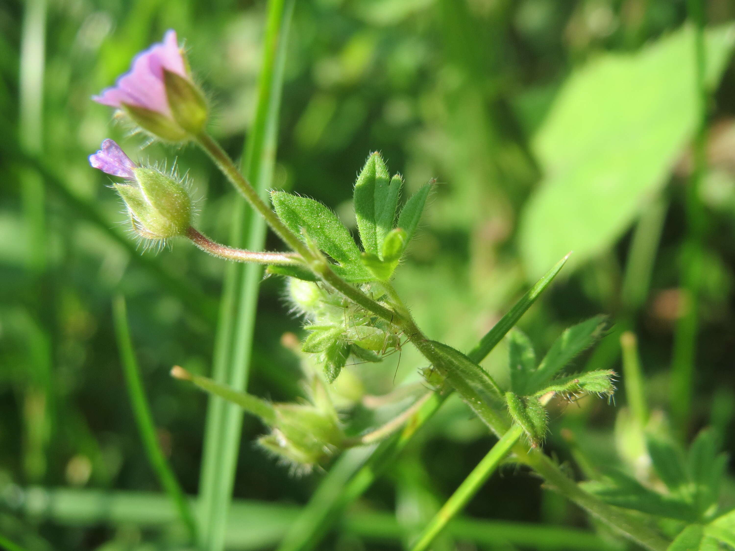 Imagem de Geranium pusillum L.