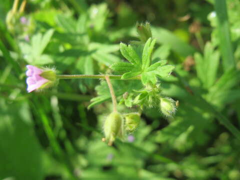 Imagem de Geranium pusillum L.