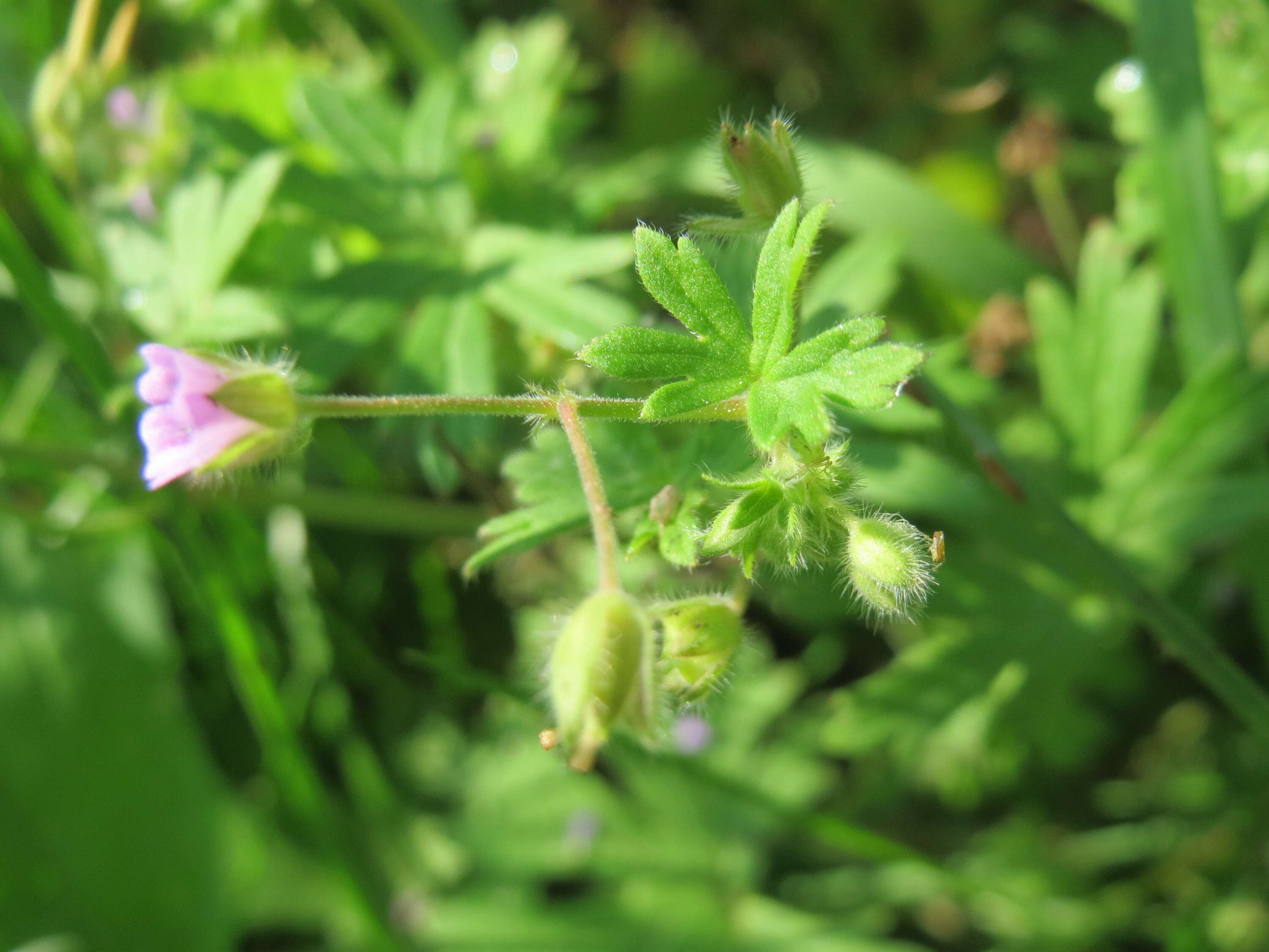 Imagem de Geranium pusillum L.