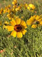 Imagem de Thelesperma filifolium var. filifolium