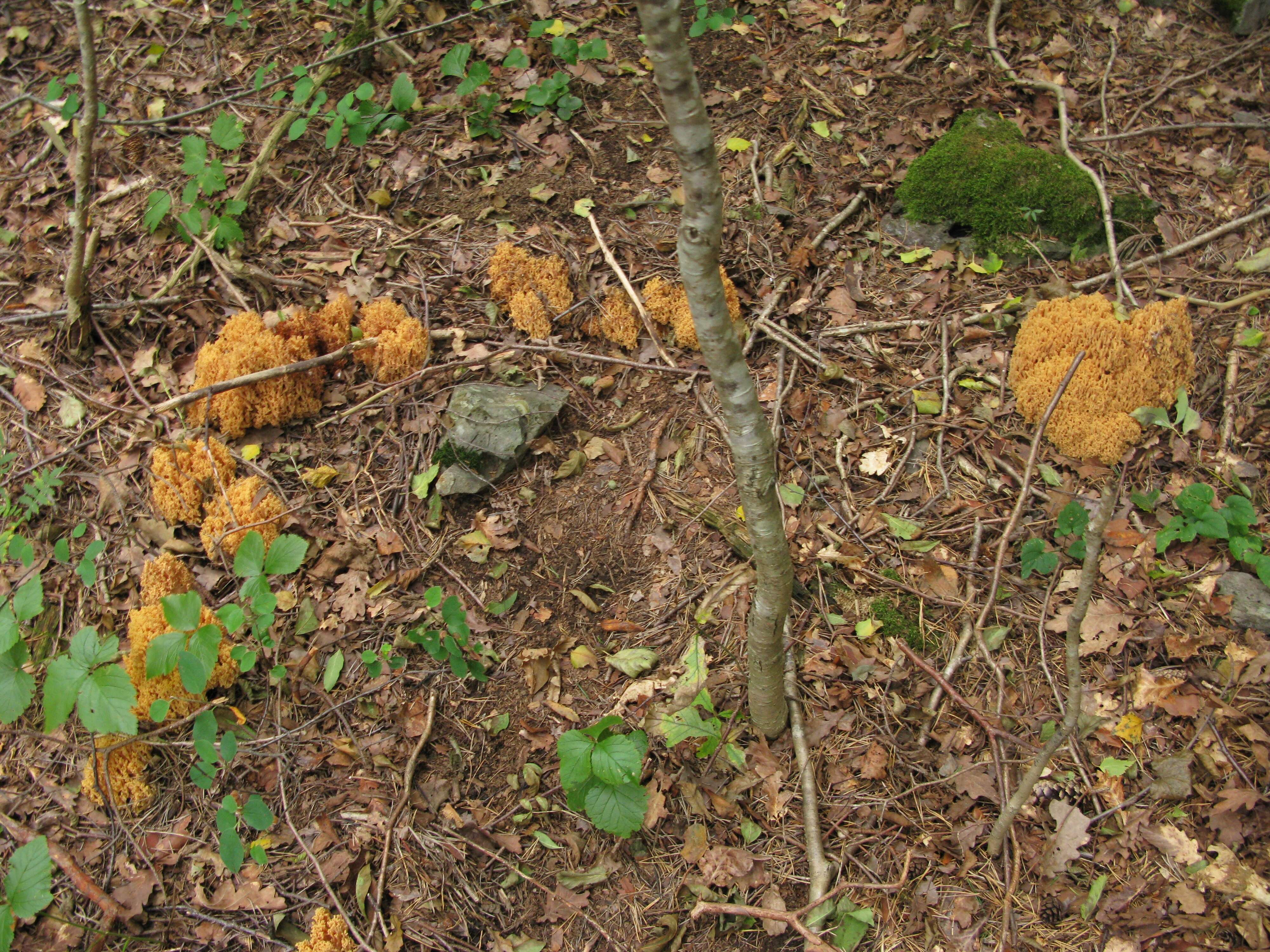 Слика од Ramaria flavescens (Schaeff.) R. H. Petersen 1974