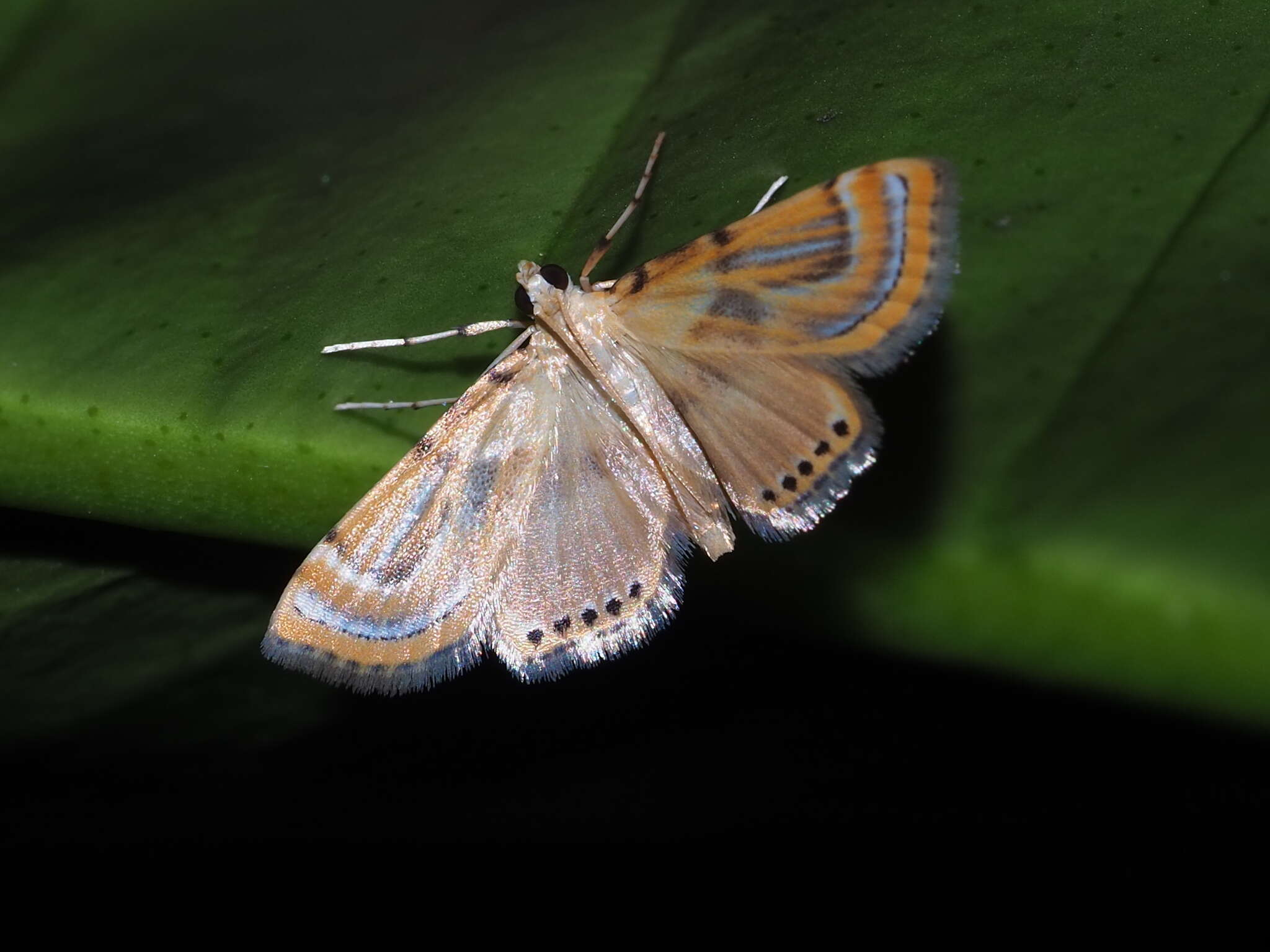 Image of Cataclysta angulata Moore 1886