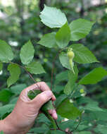 Image of Beaked Hazel