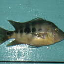 Image of Amphilophus chancho Stauffer, McCrary & Black 2008