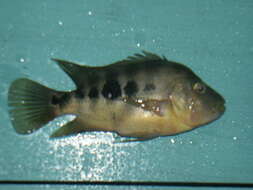 Image of Amphilophus chancho Stauffer, McCrary & Black 2008