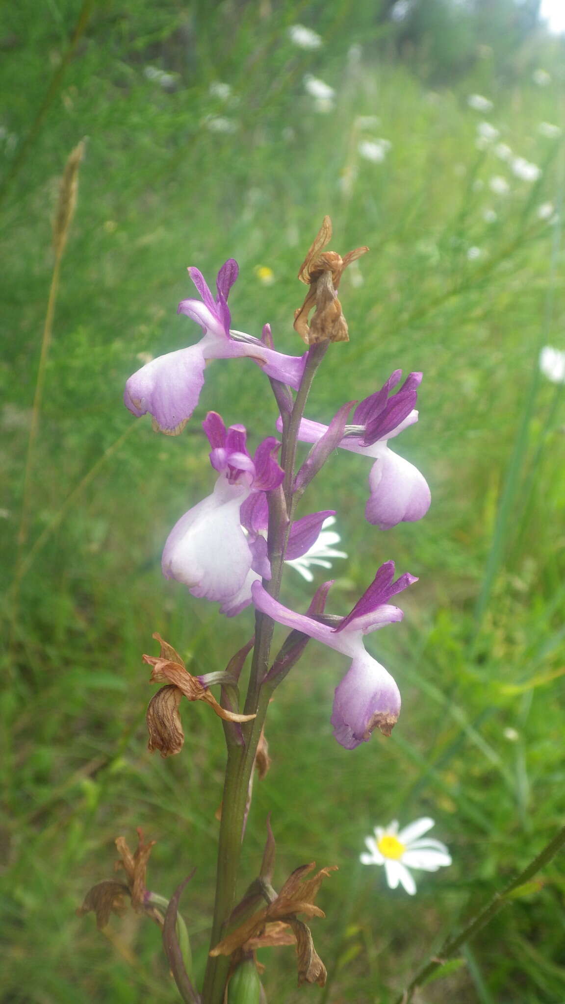 Image of Anacamptis alata (Fleury) H. Kretzschmar, Eccarius & H. Dietr.