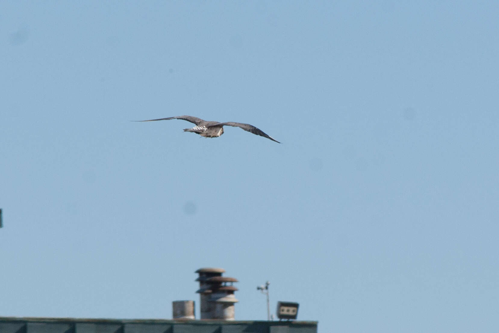 Image of Arctic Skua