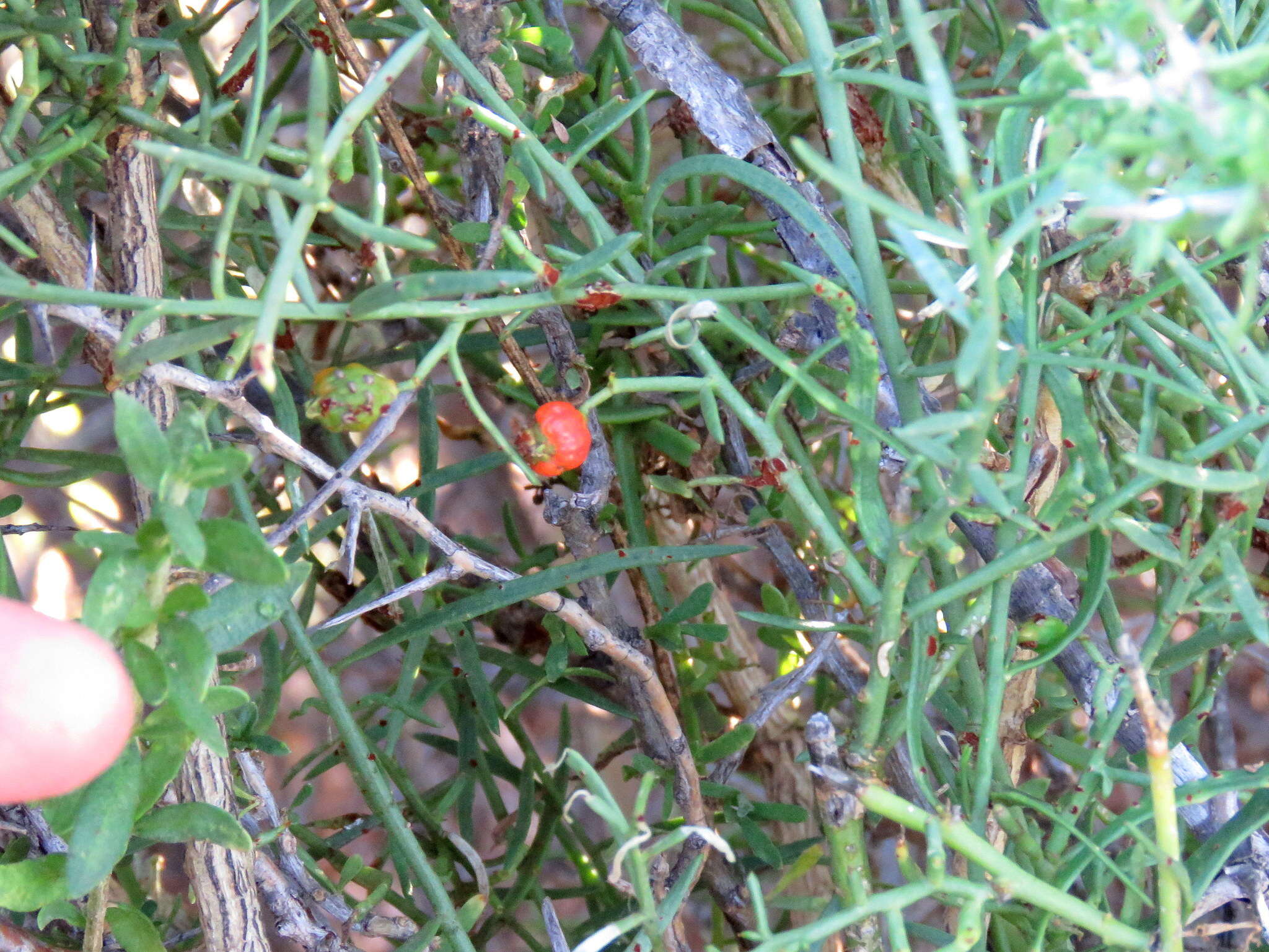 Image of Thesium triflorum Thunb. ex L. fil.