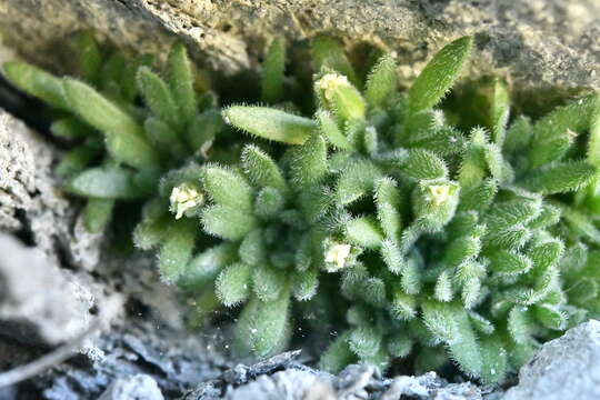 صورة Androsace pubescens DC.