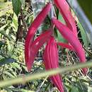 Billbergia porteana Brongn. ex Beer的圖片