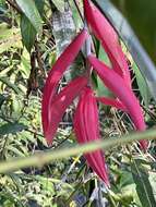 Image of Billbergia porteana Brongn. ex Beer