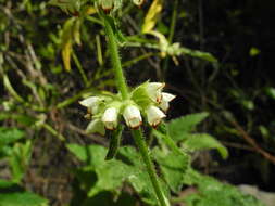 Image of Sideritis infernalis Bolle